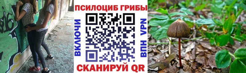 сколько стоит Саратов Галлюциногенные грибы Psilocybine cubensis